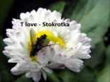 T.LOVE - Stokrotka