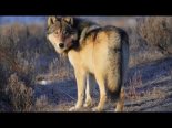 Leo Rojas feat Chantelle Barry - Wolf's Heart  (DJ ANG Mix)